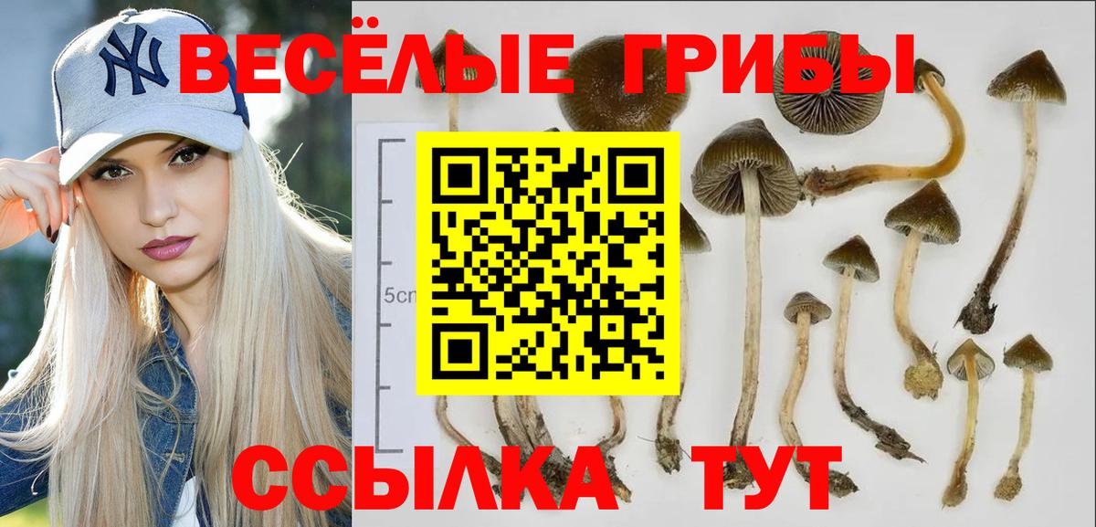 Грязи  Псилоцибиновые грибы Cubensis  Вход с VPN  Псилоцибиновые грибы GOLDEN TEACHER 